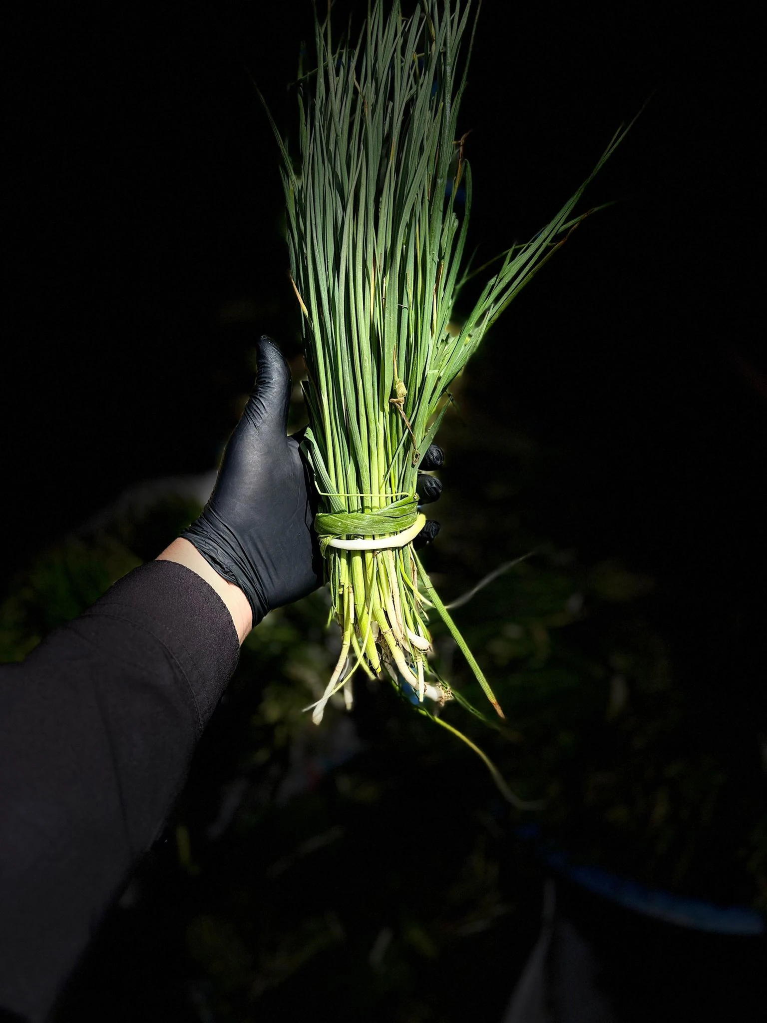 Sirmo Otu 1 Kg - Kuru Sebze ve Doğal Otlar kategorisi
